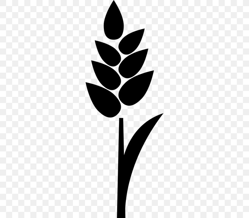 Rice, PNG, 360x720px, Rice, Agriculture, Black And White, Branch, Cereal Download Free