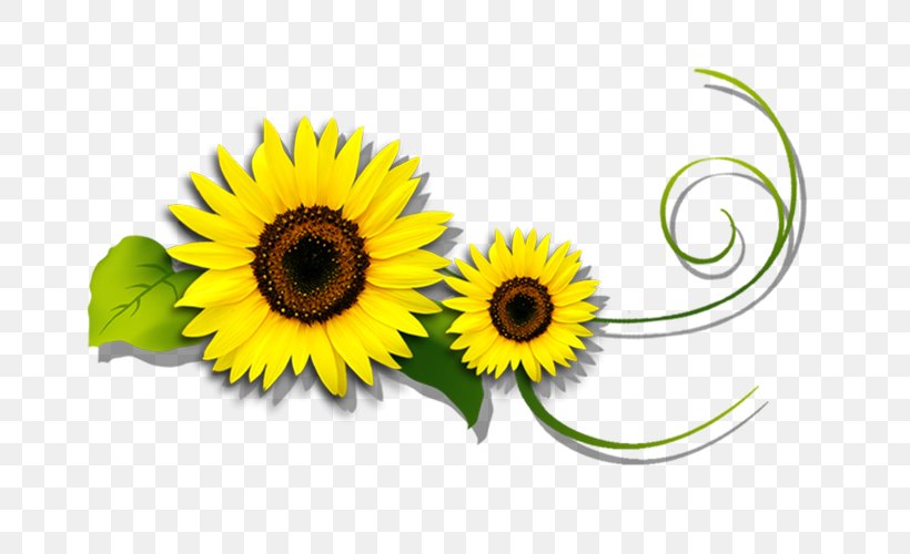 Common Sunflower Yellow Green, PNG, 800x500px, Common Sunflower, Advertising, Daisy Family, Flower, Flowering Plant Download Free