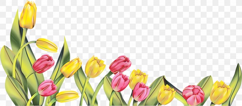 Flowers Background, PNG, 3000x1316px, Tulip, Bud, Cut Flowers, Flower, Indira Gandhi Memorial Tulip Garden Download Free