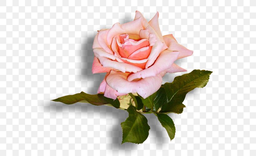 Garden Roses Cabbage Rose Floribunda Floral Design Cut Flowers, PNG, 576x500px, Garden Roses, Cabbage Rose, China Rose, Chinese Cuisine, Closeup Download Free
