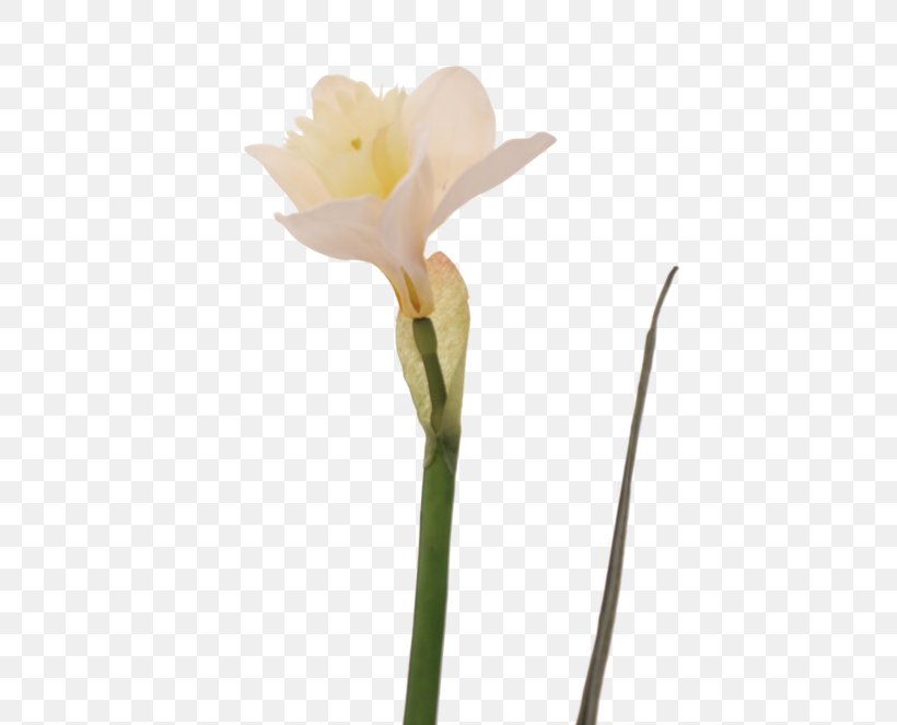 Jersey Lily Narcissus Belladonna Plant Stem Bud, PNG, 498x663px, Jersey Lily, Amaryllis, Amaryllis Belladonna, Amaryllis Family, Belladonna Download Free