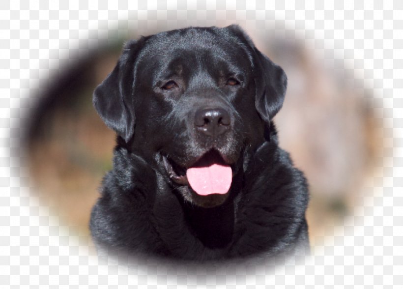 Labrador Retriever Flat-Coated Retriever Puppy Dog Breed Companion Dog, PNG, 883x634px, Labrador Retriever, Borador, Breed, Carnivoran, Companion Dog Download Free