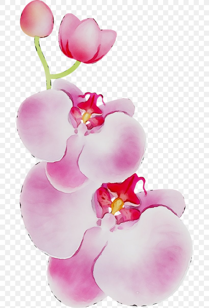 Moth Orchids Cut Flowers Pink M, PNG, 692x1207px, Moth Orchids, Artificial Flower, Blossom, Branch, Cut Flowers Download Free