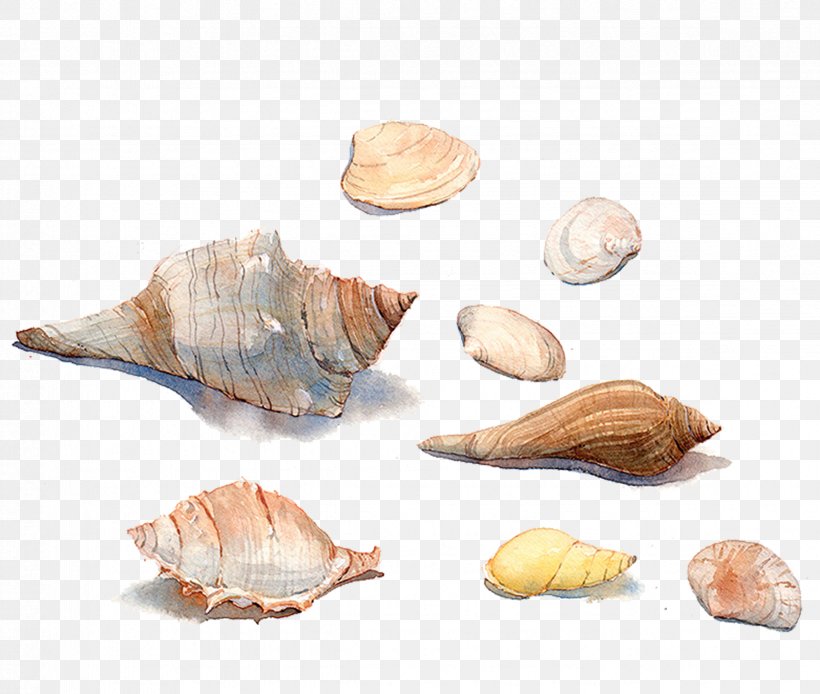 Seashell Watercolor Painting Sea Snail Conchology, PNG, 2364x2001px, Seashell, Animal Product, Bolinus Brandaris, Clams Oysters Mussels And Scallops, Cockle Download Free