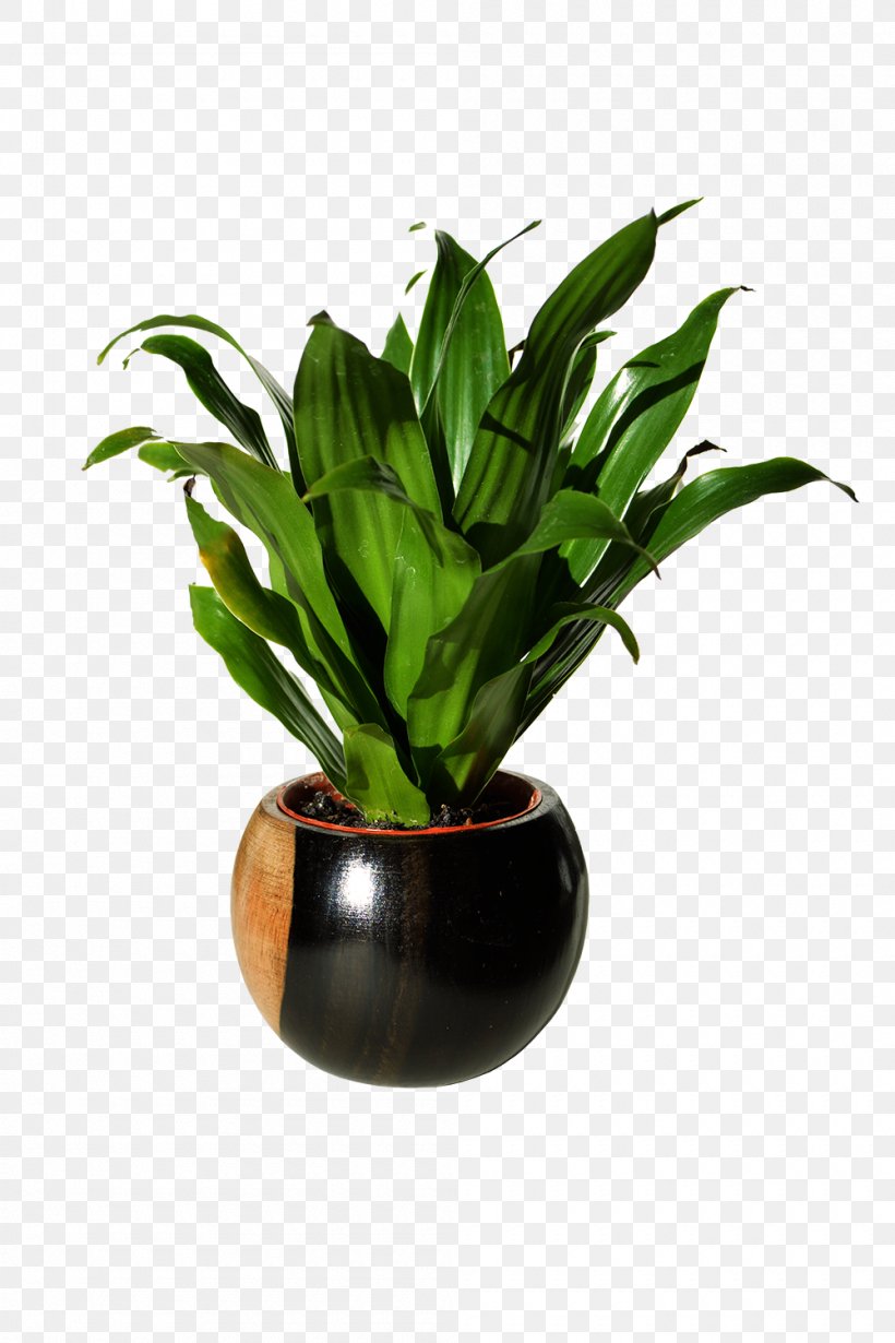 Spathiphyllum Wallisii Houseplant Flowerpot Soil, PNG, 1000x1500px, Spathiphyllum Wallisii, Agave, Fertilisers, Flower, Flowerpot Download Free