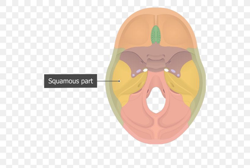 Stylomastoid Foramen Foramen Magnum Occipital Bone Petrous Part Of The Temporal Bone, PNG, 548x550px, Stylomastoid Foramen, Anatomy, Bone, Cheek, Ear Download Free