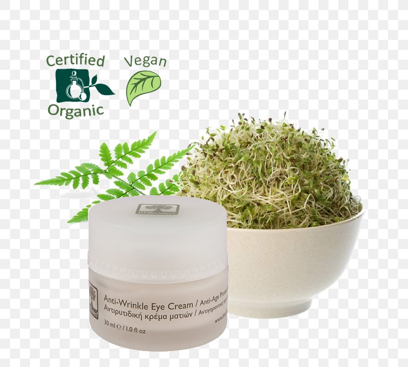 Alfalfa Sprouts Sprouting Organic Food Seed, PNG, 750x737px, Alfalfa, Alfalfa Sprouts, Bean, Bean Sprout, Cream Download Free