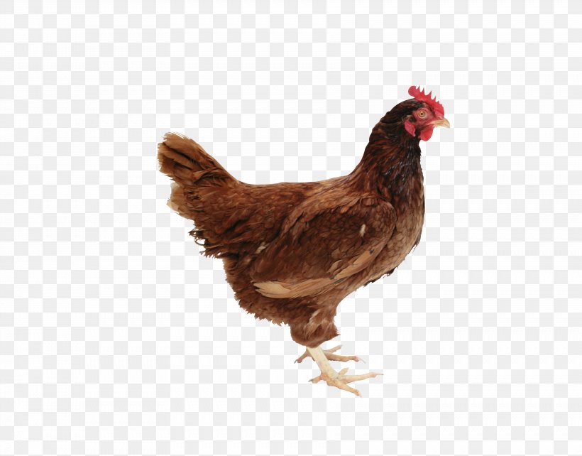 Chicken As Food GIF Poultry, PNG, 3567x2796px, Chicken, Beak, Bird, Chicken As Food, Chicken Nugget Download Free