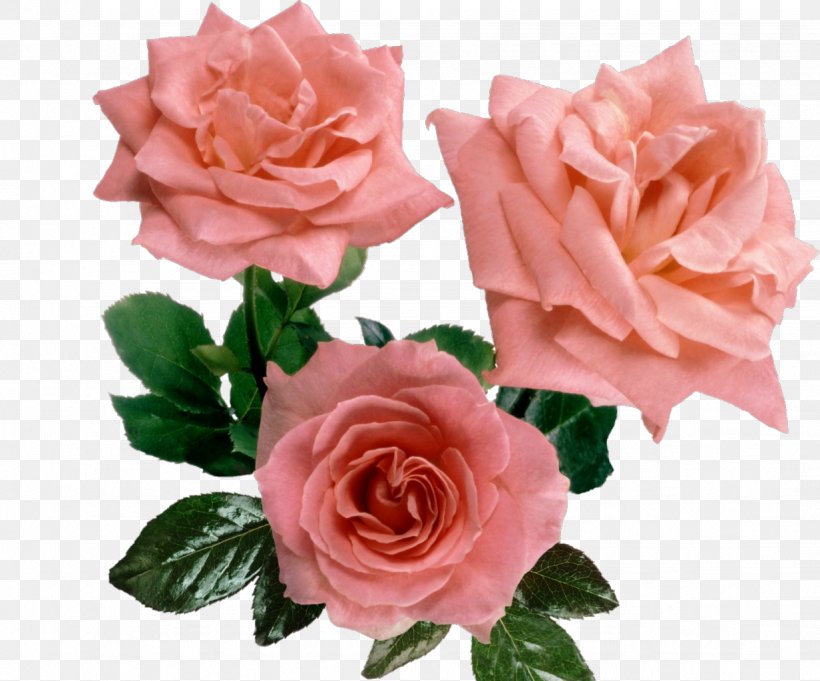 Cut Flowers Garden Roses Centifolia Roses Floral Design, PNG, 1232x1024px, Flower, Artificial Flower, Centifolia Roses, China Rose, Cut Flowers Download Free
