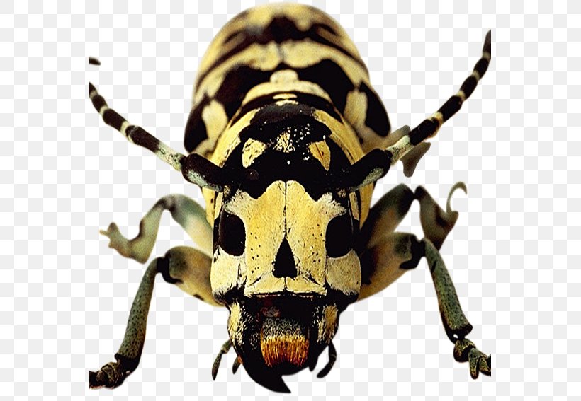 Longhorn Beetle Weevil Scarab Terrestrial Animal, PNG, 567x567px, Beetle, Animal, Arthropod, Insect, Invertebrate Download Free