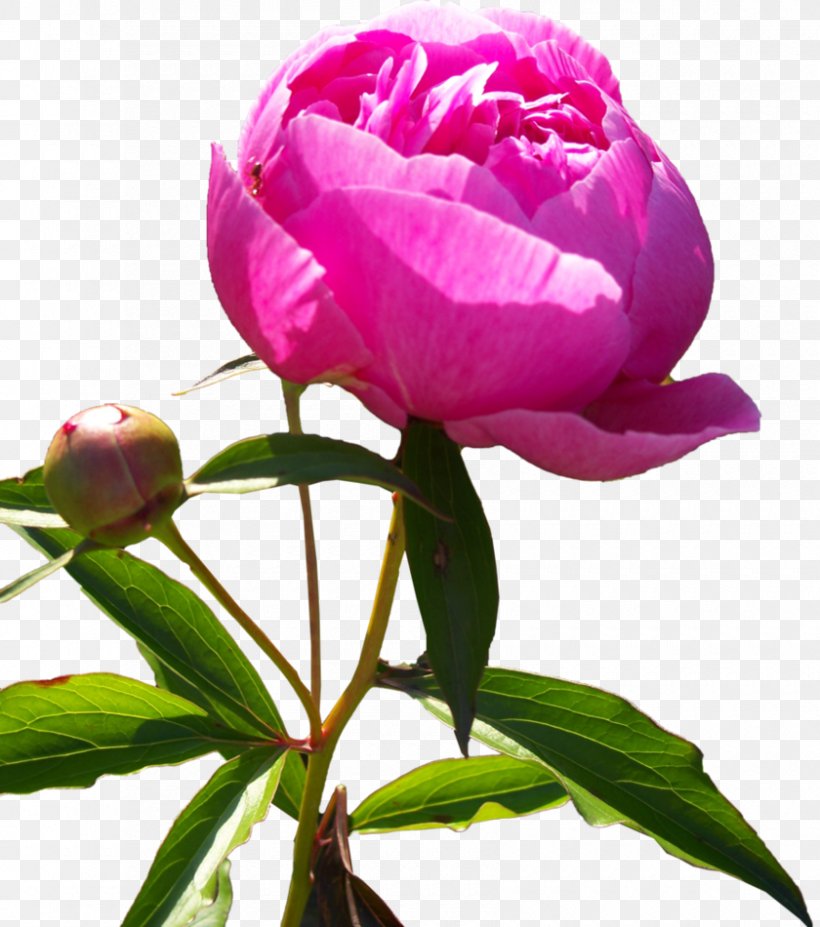 Peony Desktop Wallpaper Clip Art, PNG, 840x950px, Peony, Bud, China Rose, Cut Flowers, Directory Download Free