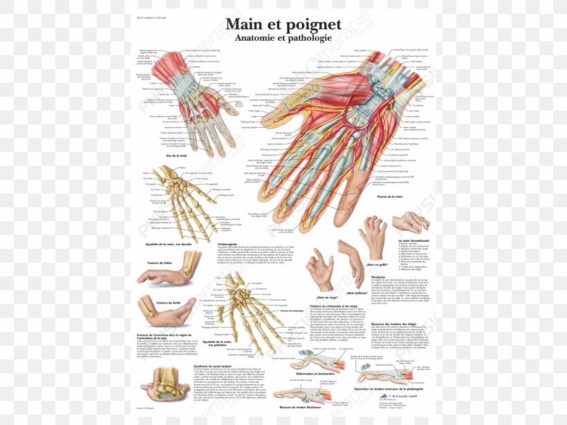 Anatomy And Pathology Wrist Hand Human Body, PNG, 1600x1200px, Watercolor, Cartoon, Flower, Frame, Heart Download Free