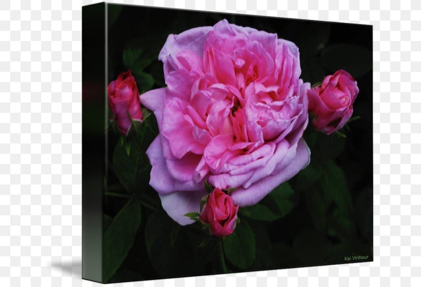 Cabbage Rose Floribunda Azalea Peony Cut Flowers, PNG, 650x560px, Cabbage Rose, Azalea, Cut Flowers, Family, Family Film Download Free