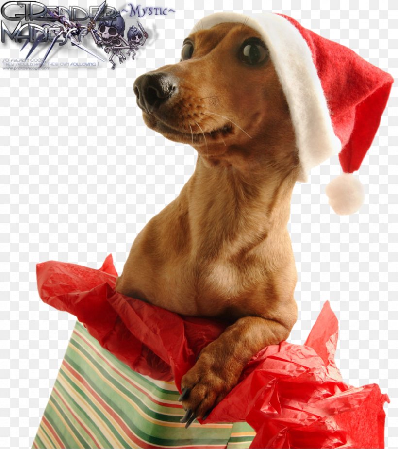 Christmas Day Gift Dog Wish Holiday, PNG, 846x955px, Christmas Day, Birthday, Carnivoran, Christmas And Holiday Season, Christmas Card Download Free