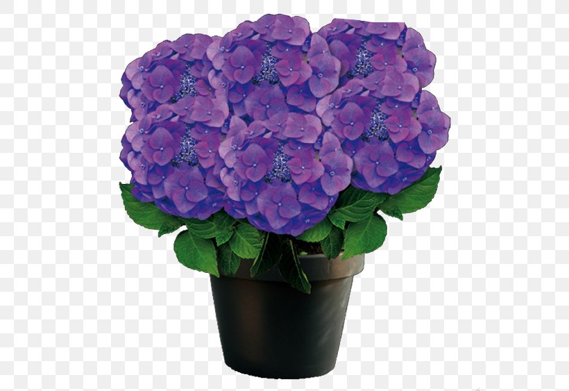 French Hydrangea Purple Flowerpot Violet, PNG, 563x563px, French Hydrangea, Annual Plant, Artificial Flower, Blue, Cornales Download Free