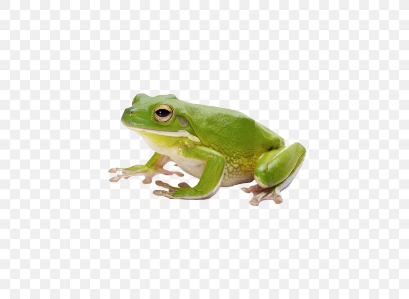 Frog Amphibian Tadpole, PNG, 600x600px, Frog, American Bullfrog, Amphibian, Coreldraw, External Fertilization Download Free
