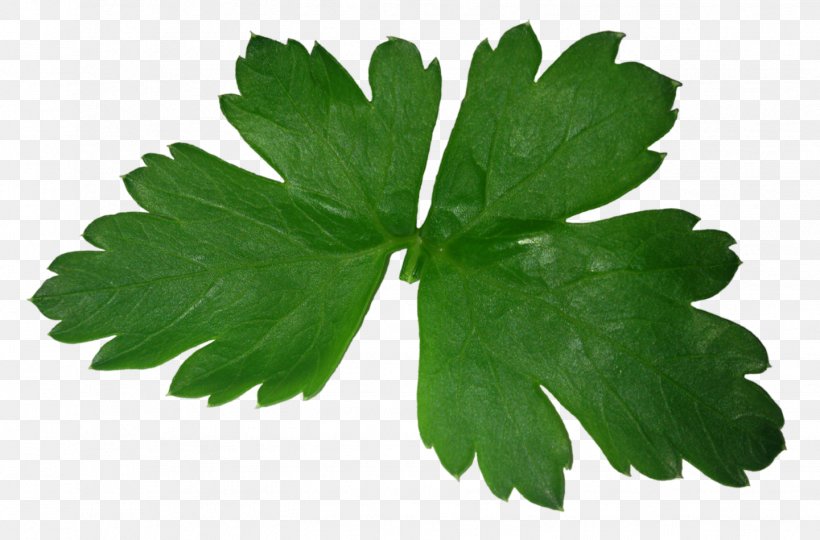 Parsley Leaf, PNG, 1441x950px, Parsley, Chervil, Dill, Grass, Herb Download Free