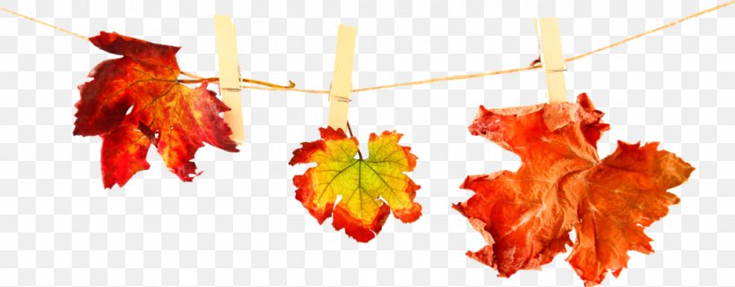 Stock Photography Autumn Leaves Image Royalty-free, PNG, 1024x402px, Stock Photography, Alamy, Autumn, Autumn Leaves, Branch Download Free