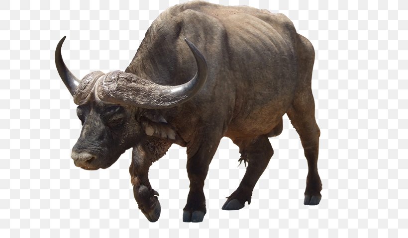 Water Buffalo Bubalina African Buffalo Hunting Wildlife, PNG, 599x479px, Water Buffalo, African Buffalo, American Bison, Aria, Bison Download Free