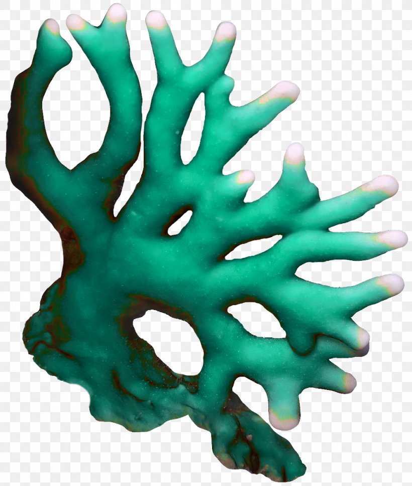 Coral Seaweed Algae Clip Art, PNG, 995x1174px, Coral, Algae, Flora, Invertebrate, Organism Download Free