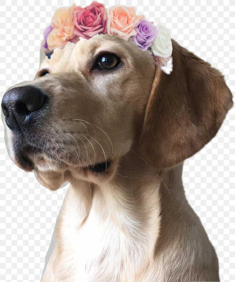 Dog Breed Labrador Retriever Puppy Companion Dog, PNG, 1166x1404px, Dog Breed, Breed, Companion Dog, Crossbreed, Dog Download Free
