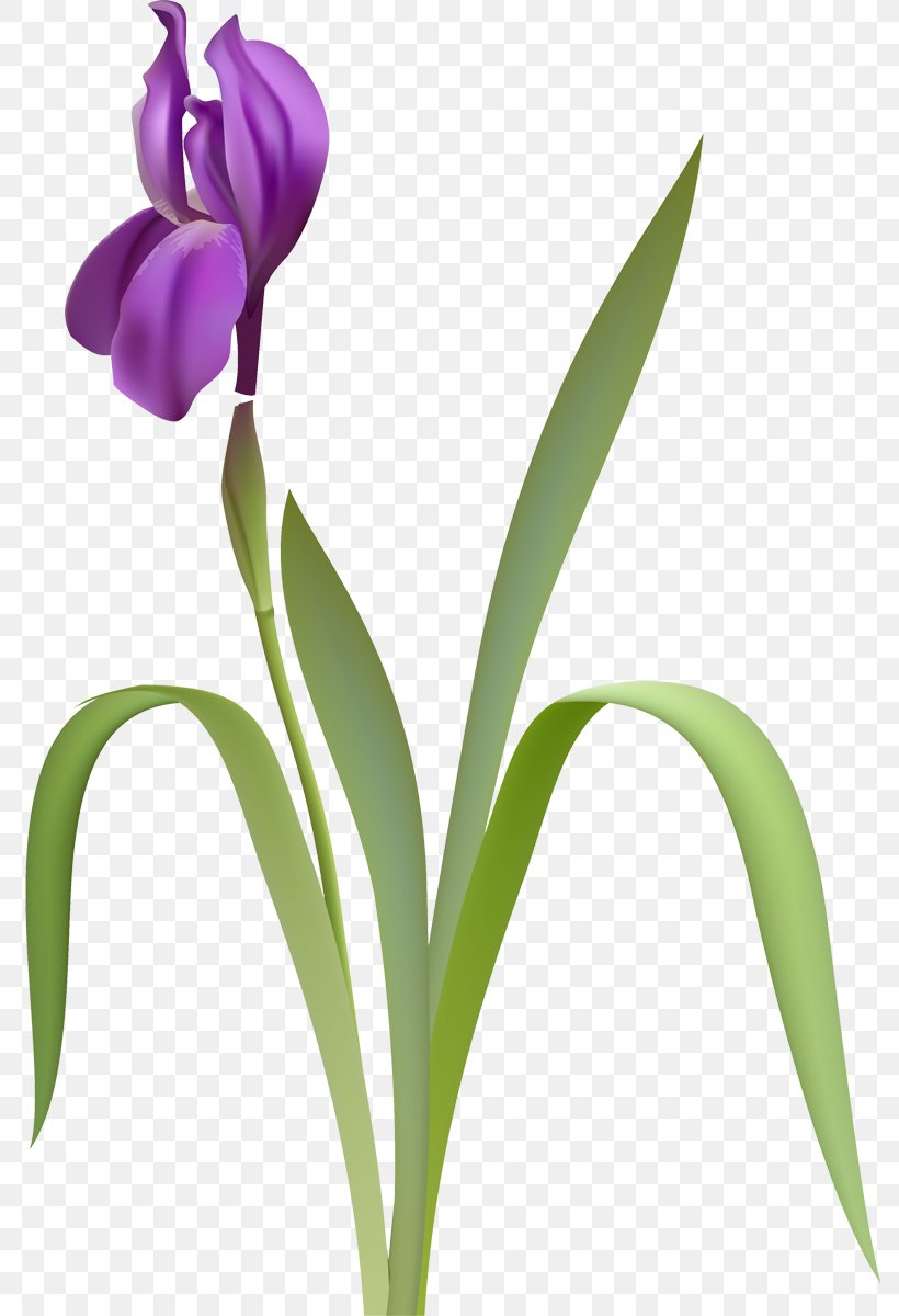 Flower Iris Versicolor Clip Art, PNG, 789x1200px, Flower, Bud, Cut Flowers, Drawing, Flowering Plant Download Free