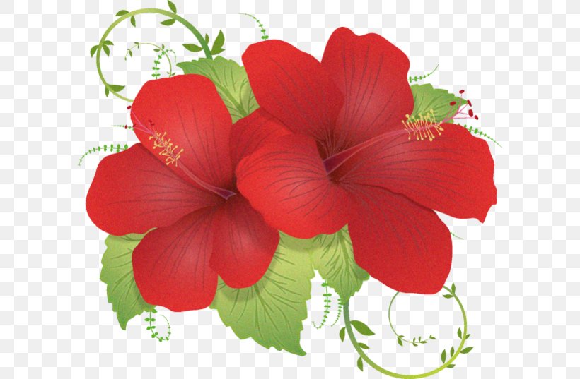 Flower, PNG, 600x537px, Flower, Annual Plant, China Rose, Chinese Hibiscus, Flowering Plant Download Free