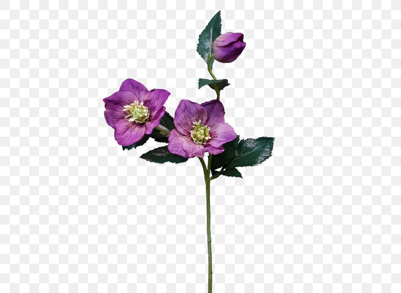 Rosaceae Cut Flowers Anemone Artificial Flower, PNG, 800x600px, Rosaceae, Anemone, Artificial Flower, Cut Flowers, Flora Download Free