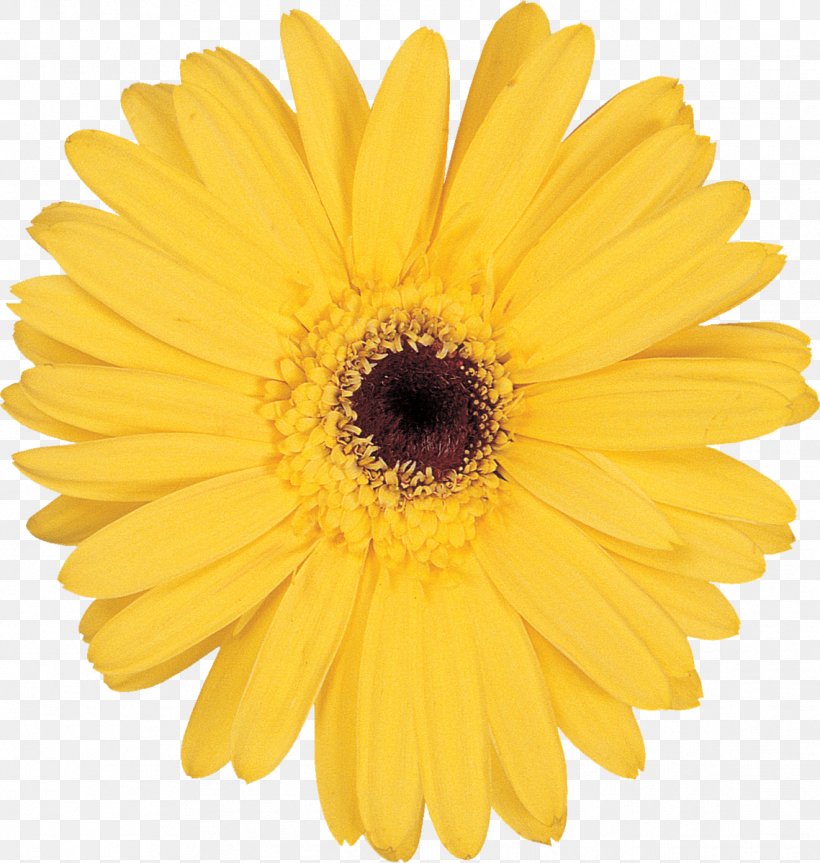 Stock Photography Flower Yellow Transvaal Daisy Clip Art, PNG, 1139x1200px, Stock Photography, Calendula, Chrysanths, Color, Common Daisy Download Free