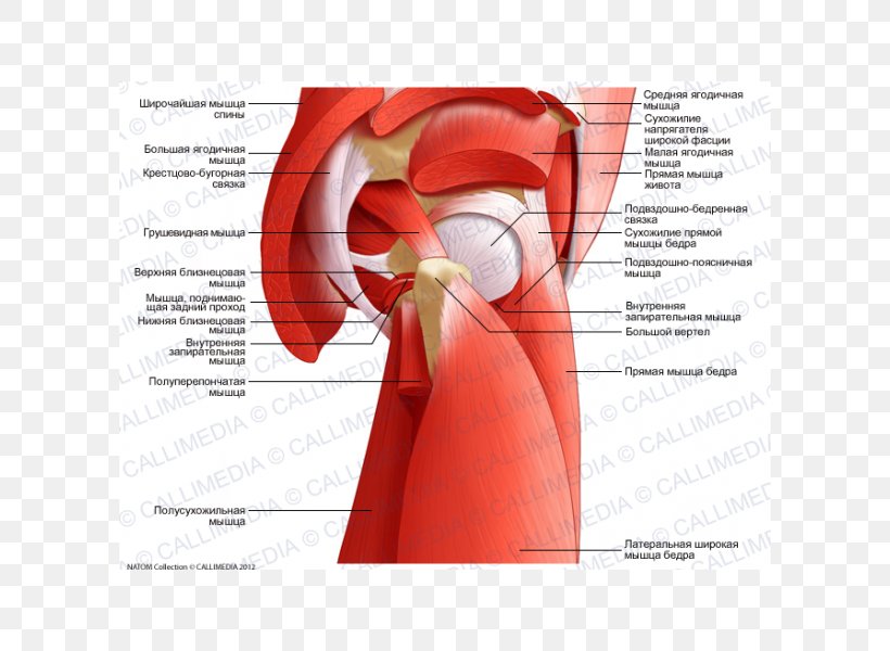 Adductor Muscles Of The Hip Tendon Anatomy, PNG, 600x600px, Watercolor, Cartoon, Flower, Frame, Heart Download Free