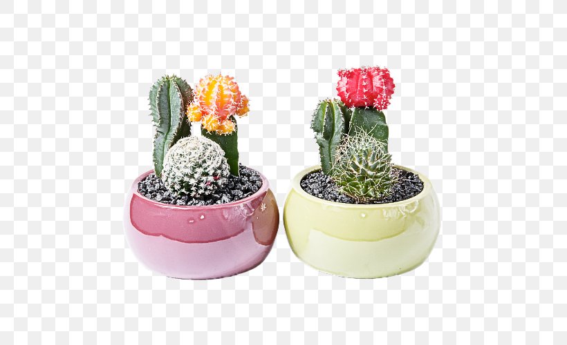 Cactus, PNG, 500x500px, Cactus, Caryophyllales, Flower, Flowering Plant, Flowerpot Download Free