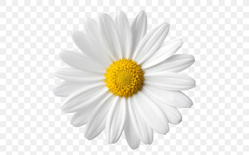 Common Daisy Daisy Family Clip Art, PNG, 512x512px, Common Daisy, Aster, Chamaemelum Nobile, Chamomile, Chrysanths Download Free