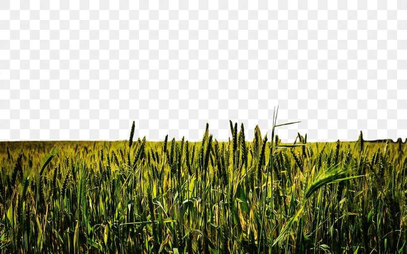 Grass Field Vegetation Plant Crop, PNG, 1880x1173px, Grass, Agriculture, Crop, Farm, Field Download Free