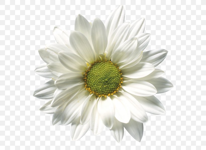 Oxeye Daisy Chamomile Common Daisy, PNG, 600x597px, Oxeye Daisy, Annual Plant, Aster, Chamaemelum Nobile, Chamomile Download Free