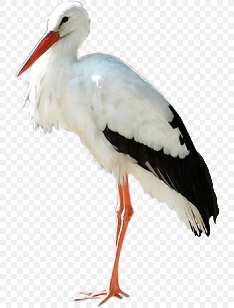 White Stork Bird Clip Art, PNG, 720x1080px, White Stork, Beak, Bird, Ciconia, Ciconiiformes Download Free