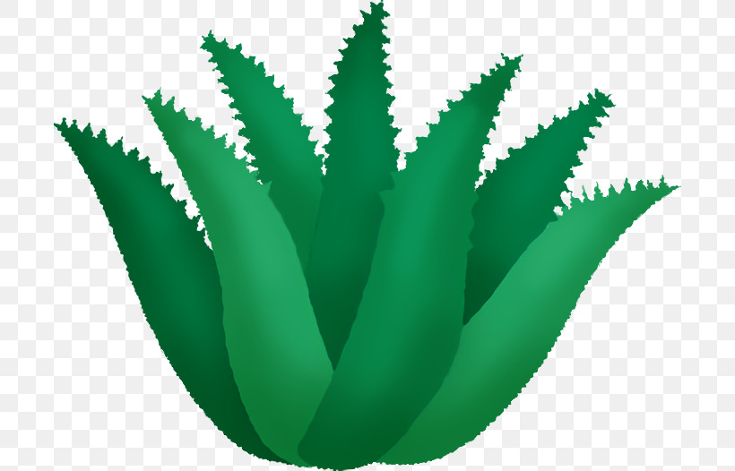 Aloe Vera, PNG, 700x526px, Leaf, Aloe Vera, Aloes, Biology, Closeup Download Free