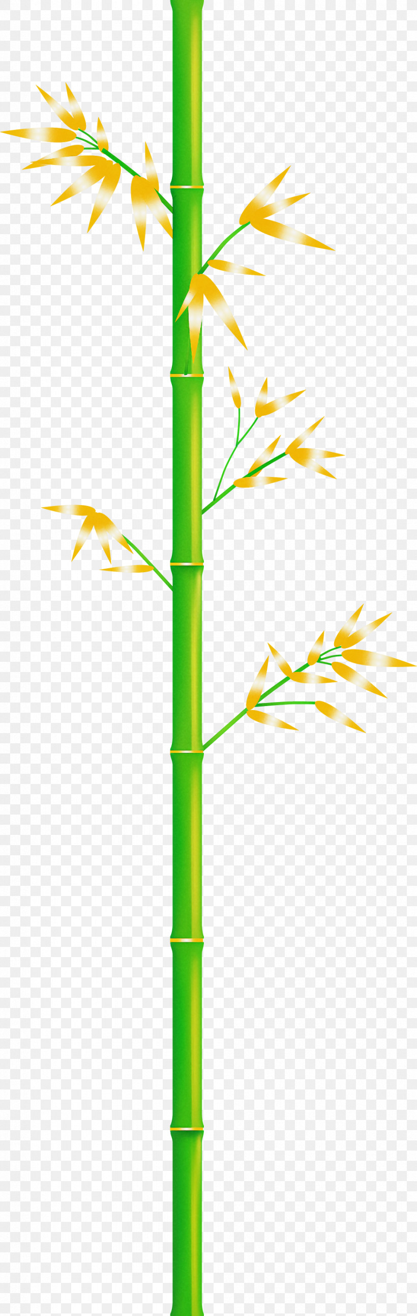 Bamboo Leaf, PNG, 951x2999px, Bamboo, Branch, Elymus Repens, Grass, Grass Family Download Free