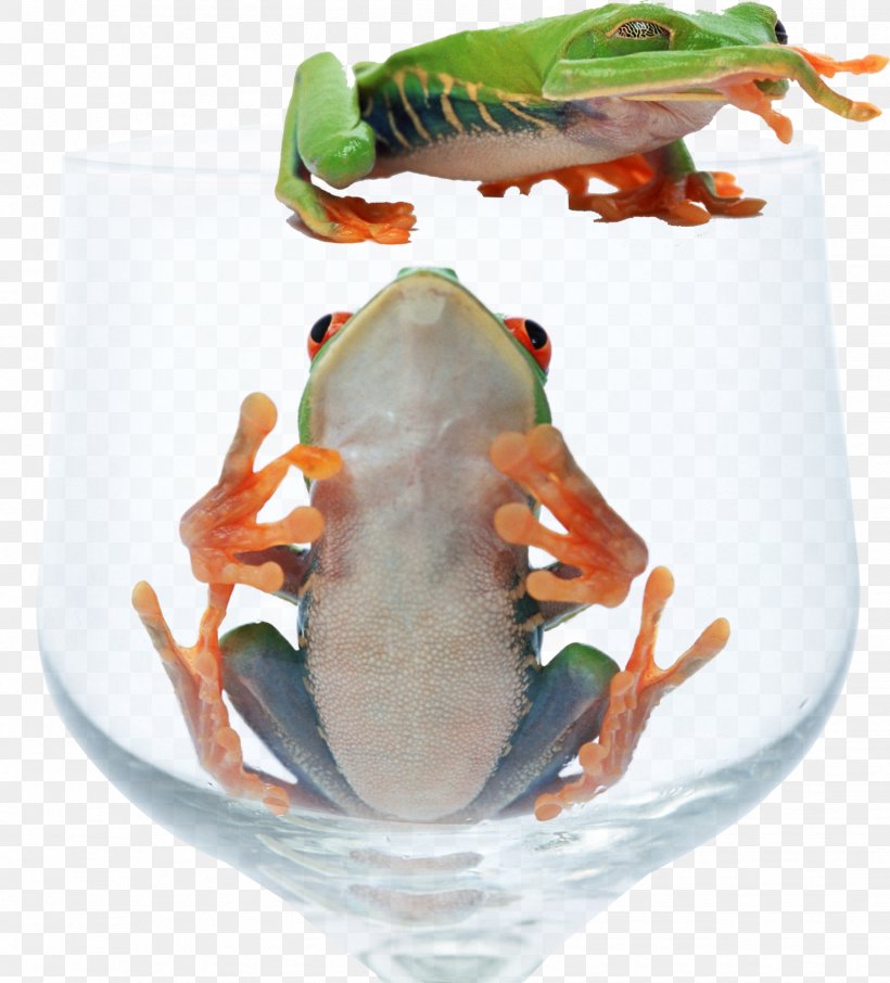 Red-eyed Tree Frog Animal, PNG, 1628x1800px, Frog, Amphibian, Animal, Animal Source Foods, Cup Download Free