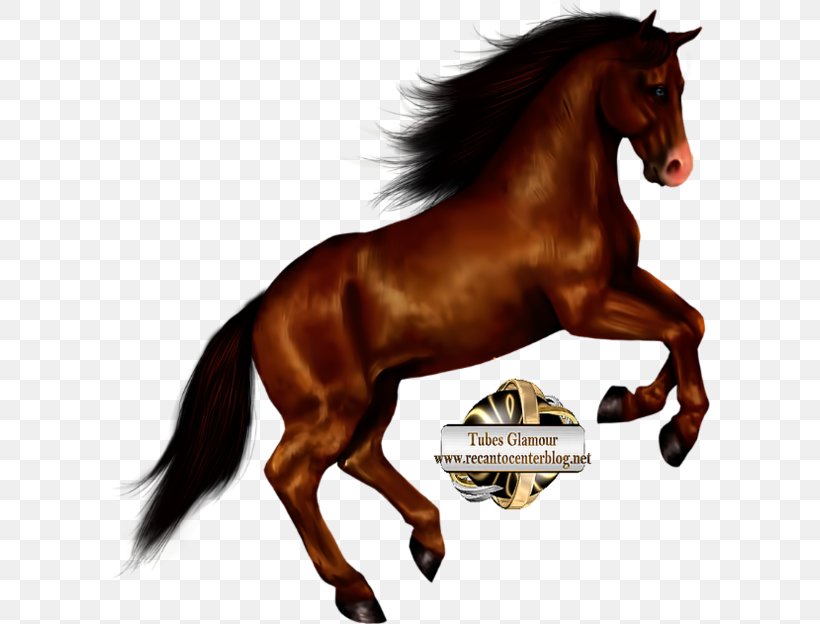 Arabian Horse Clip Art, PNG, 600x624px, Arabian Horse, Blog, Bridle, Colt, English Riding Download Free