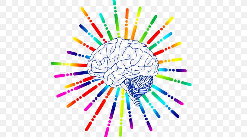 Human Brain Neuroscience Midbrain Biology, PNG, 772x456px, Watercolor, Cartoon, Flower, Frame, Heart Download Free