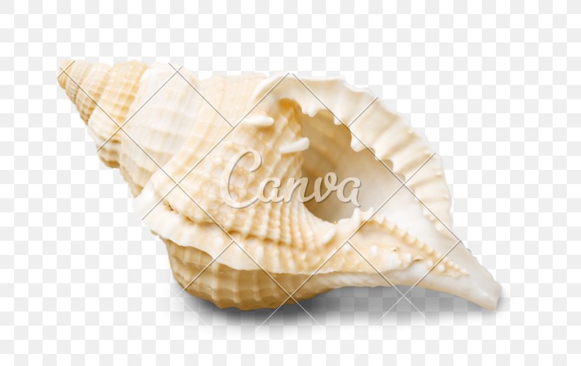 Seashell Shankha Stock Photography Royalty-free, PNG, 800x517px, Seashell, Clams Oysters Mussels And Scallops, Cockle, Conch, Conchology Download Free