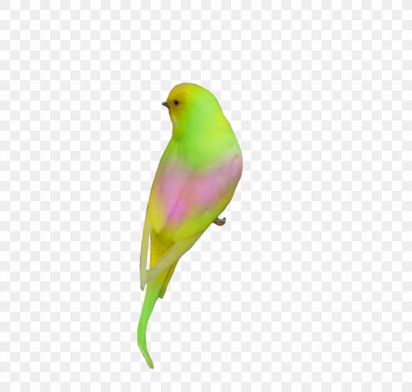 Talking Bird Parrot Animal Clip Art, PNG, 1030x981px, Bird, Animal, Beak, Bird Of Prey, Common Pet Parakeet Download Free