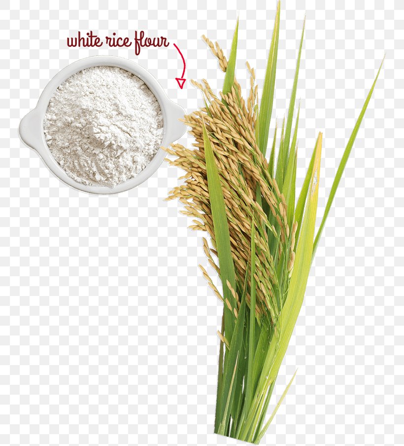 Cereal Germ Rice Ingredient Grain, PNG, 750x904px, Cereal, Cereal Germ, Commodity, Food, Food Grain Download Free