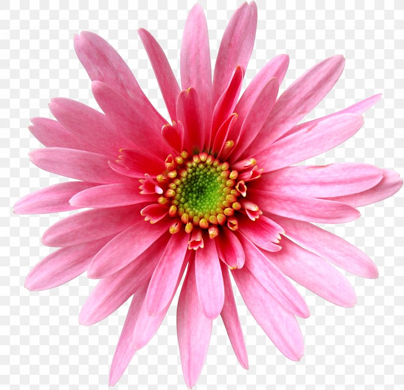 Flower, PNG, 2008x1937px, Flower, Annual Plant, Aster, Chrysanths, Close Up Download Free