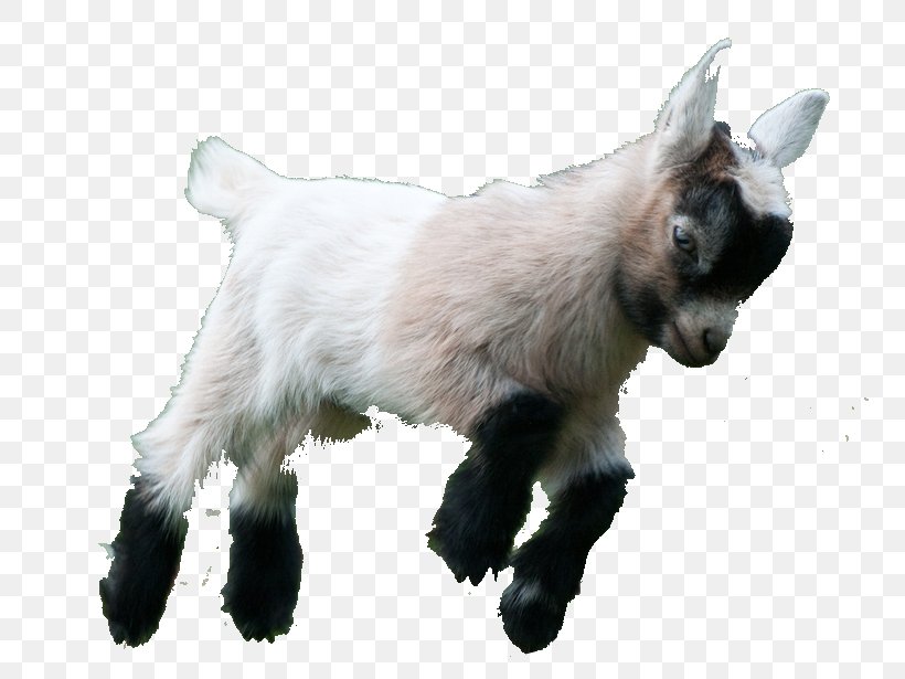 Goat Simulator Boer Goat Fainting Goat American Lamancha Goat Pygmy Goat, PNG, 763x615px, Goat Simulator, American Lamancha Goat, Angora Wool, Boer Goat, Caprine Arthritis Encephalitis Download Free