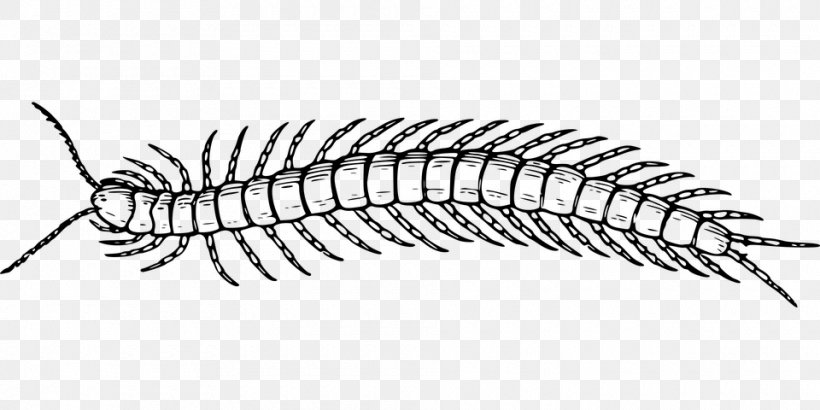 Scolopendra Gigantea Centipedes Line Art Drawing House Centipede, PNG, 960x480px, Scolopendra Gigantea, Arthropod, Artwork, Black And White, Centipedes Download Free