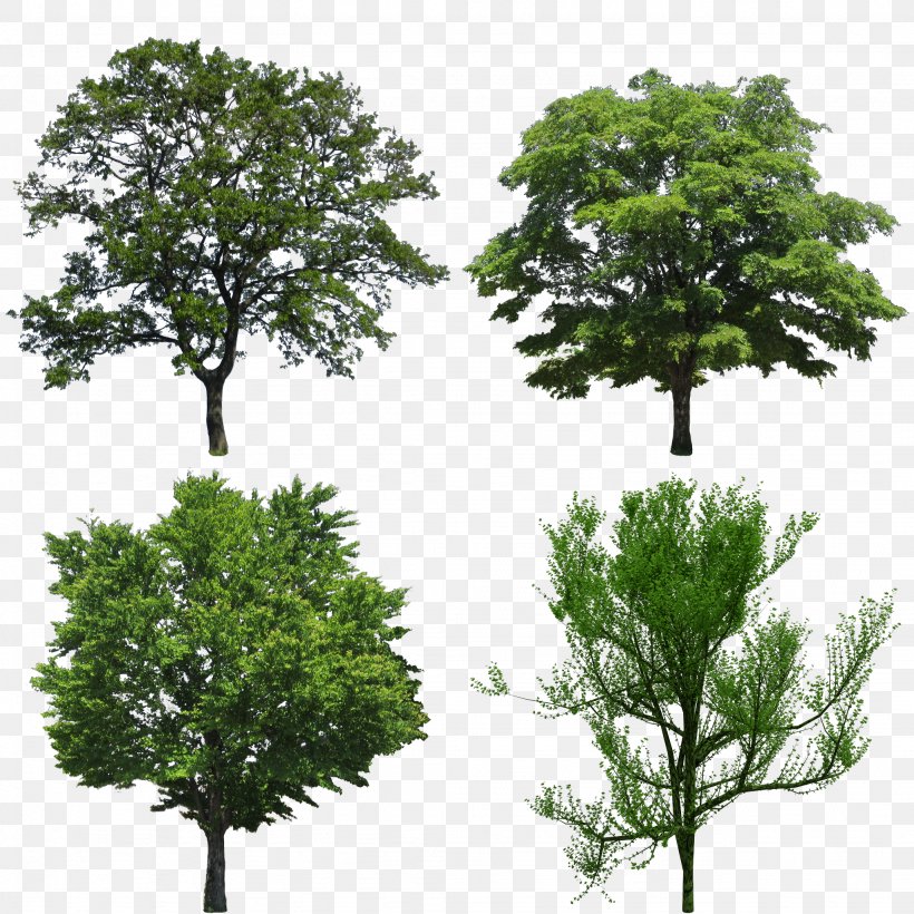 Tree Stock Photography Quercus Ilex Oak Evergreen, PNG, 2048x2048px, Tree, Arecaceae, Biome, Branch, Deciduous Download Free