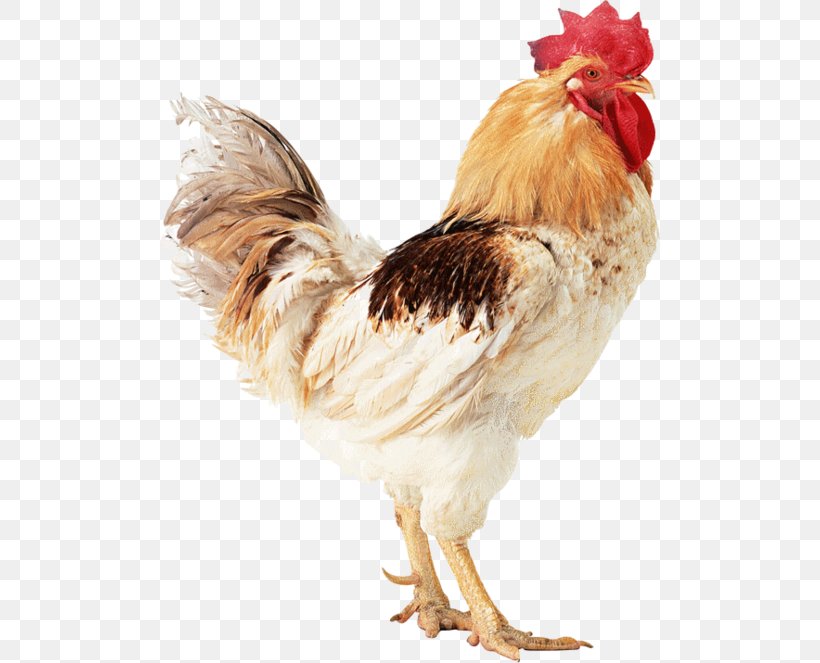 Turkey Silkie Rooster, PNG, 500x663px, Turkey, Beak, Bird, Chicken, Feather Download Free