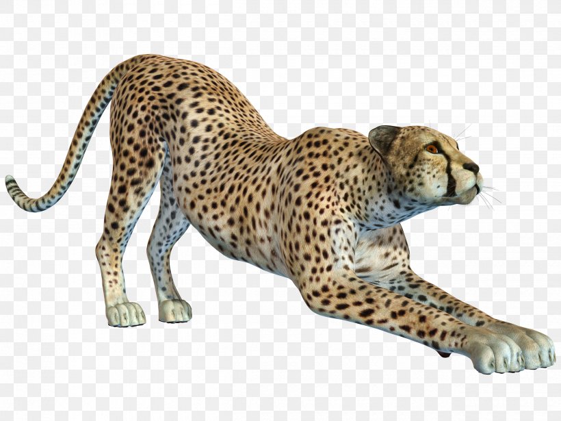 Cheetah Leopard Jaguar, PNG, 2500x1875px, Cheetah, Animal, Big Cat, Big Cats, Carnivoran Download Free