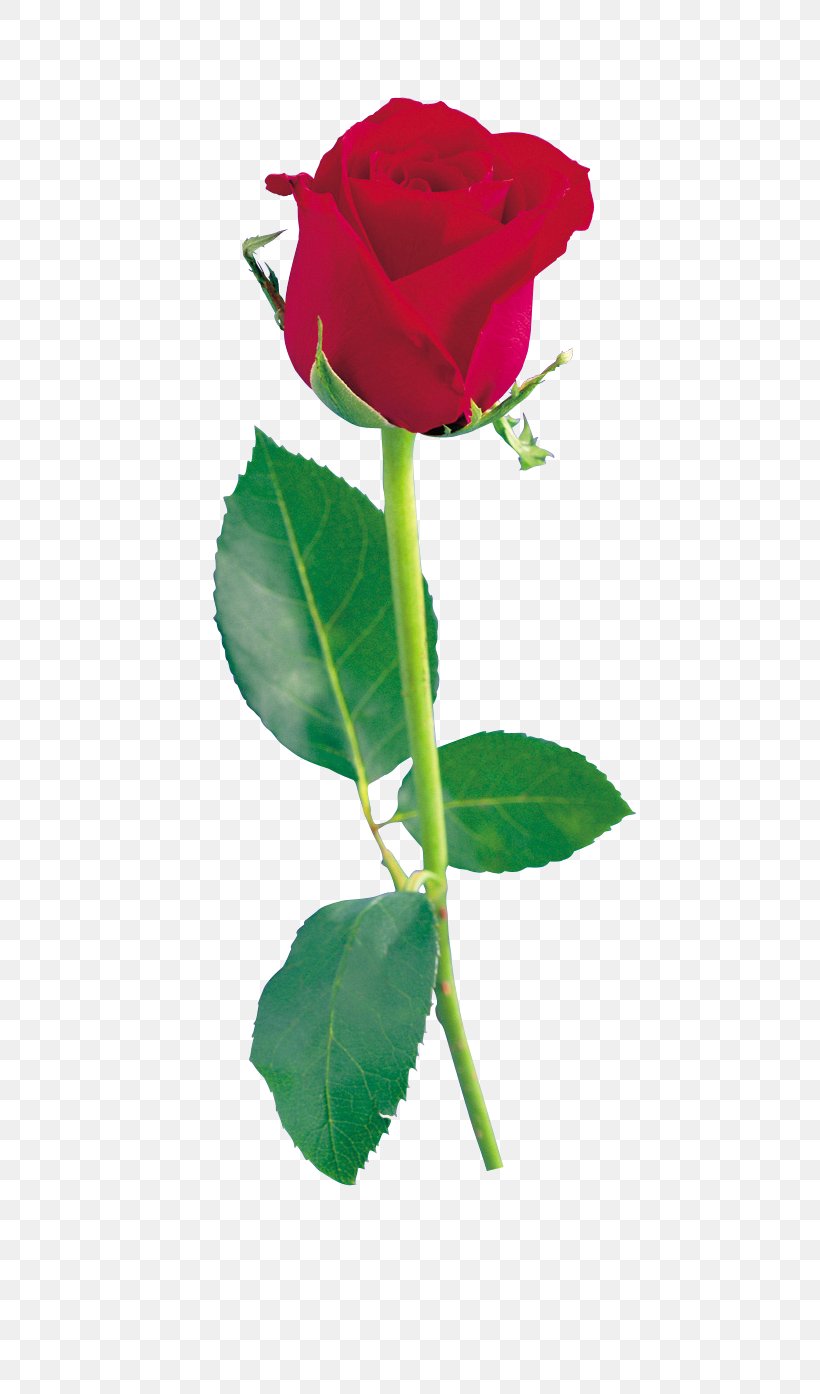 Clip Art Garden Roses Image, PNG, 511x1394px, Rose, Blue Rose, Bud, Cut Flowers, Flower Download Free
